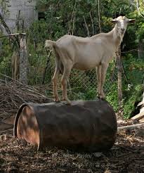 Goat%252520on%252520oil%252520drum%252520Artemisia%252520Peloponnese%252520Greece.jpg