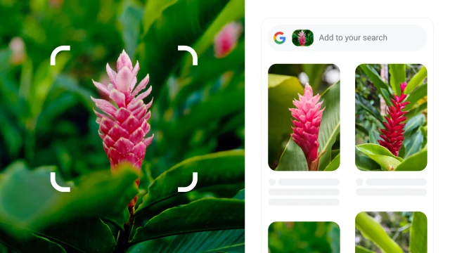 Rounded white corners of a square surround a red spiky plant which is identified as red ginger